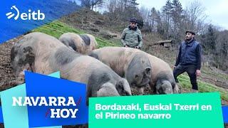 NAVARRA HOY: Bordaxaki, Euskal Txerri en el Pirineo navarro #navarra #pirineos