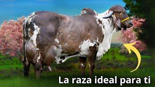 La Raza de Ganado Gyr. La Alternativa Ideal para la ganadería en el Trópico