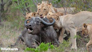 Lion and buffalo mayhem - SafariLIVE Sunset - 20 October 2024