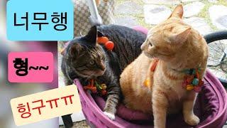 고양이 형제 유모차 함께 태우면 벌어지는 일..I picked up the cat brother's stroller with him