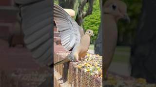 Songbirds in the backyard #songbirds #connectwithnature