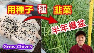 How to grow Chives from seeds / Mars Hydros