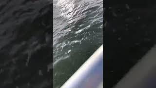GM 6.2 diesel on the boat in Kaunas