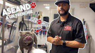 El Arte del Cuidado Canino: Transforma a tu Frenchie en un Perro Estilizado con Nuestros Secretos