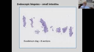 Approach to Interpretation of Gastrointestinal Biopsies (Dr. Jesse Hostetter)