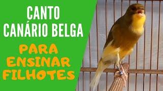 CANTO DE CANÁRIO BELGA PARA ENSINAR FILHOTES