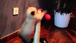 Gattino giocherellone, playful kitten, kitten, cat 小貓