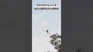 來馬來西亞必來世界級日落欣賞原生種鸚鵡#動物 ￼#鳥 #戶外 #travel #出國 #沙巴 #馬來西亞 #東亞#outdoors #旅行 #日落#海灘 #原生態 #旅遊 #鸚鵡 #shorts