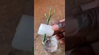 Propagate Rose in Styrofoam #shorts #roses