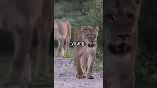 Lions: The Social Big Cats with a Mighty