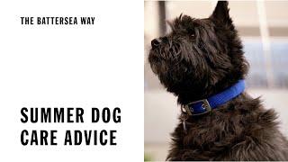 Summer dog care advice | The Battersea Way
