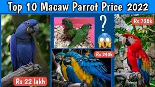 Top 10 Macaw Parrot price 2023