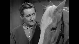 Mister Ed Being Cute / Funny Pt.3