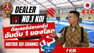 Narita Koi Farm รวบรวมปลา Top Class  ( Matrix Koi พาซื้อปลาที่ญี่ปุ่น Ep. 4 )