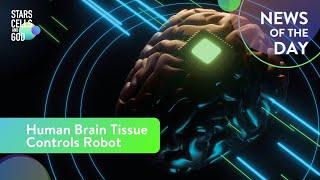 Human Brain Tissue Controls Robot | News of the Day | Fazale "Fuz" Rana