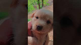 puppy #cute #puppies #cutepuppy #dog #kidsvideo #kid #baby #labrador #adorable #labradorpuppy