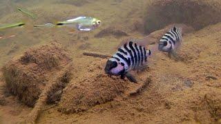 The convict a cichlid with many names.Amatitlania nigrofasciata Amatitlania siquia Amatitlania kanna