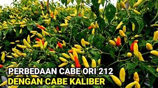 ️PERBEDAAN TANAMAN CABE ORI 212,DENGAN TANAMAN CABE KALIBER