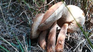 funghi ottobre Leccinum Aurantiacum