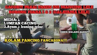 GACOR!! MANCING LELE DENGAN ESSEN INI AUTO BORONG JUARA 1 & 2!!!! #mancing #mancingdikolam PANCASONA