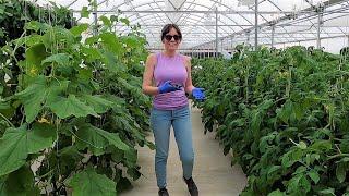 Hydroponic Cucumber Harvest, Grow Bag Peppers and Greenhouse Stuff