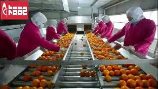 Orange concentrated juice processing line