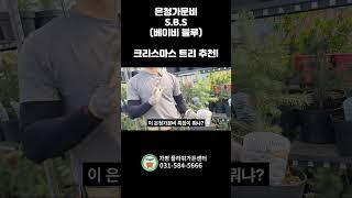 푸른빛이 돌아 사시사철 아름다운 은청가문비!!