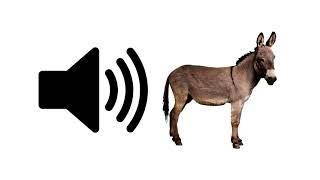 Donkey - Sound Effect | ProSounds
