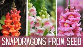 My New Favorite Flowers ... Snapdragons!  || Growing Snapdragons From Seed || Cut Flower Garden