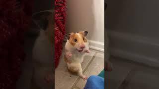 The hamster's act of bravery