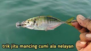 tidak akan gagal kalau sudah pakai cara ini!! Mancing cumi