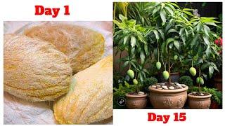 Grow Your Own Mango Tree: Tips and Tricks for a Bountiful Harvest"