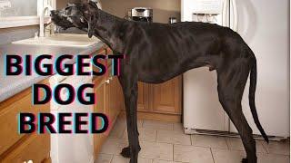 The biggest Dog Breed In The World