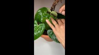 How to propagate Anthuriums in water  🪴 #shorts