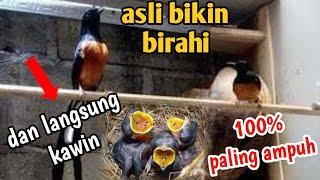 asli bikin birahi || suara murai batu kawin || suara murai kawin || terapi murai kawin