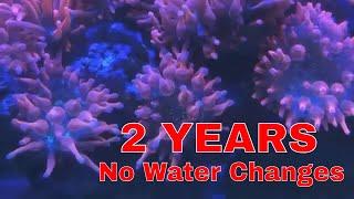 2 YEARS WITHOUT A WATER CHANGE! 40 Gallon Mixed Reef Saltwater Aquarium