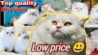 Persian cat in pakistan | Persian cat kitten | Persian cat price | Persian cat triple code | cats