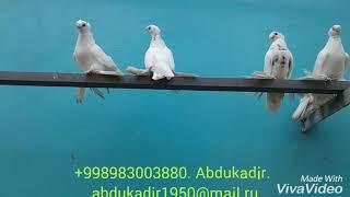 Узбекские голуби.Uzbek pigeons.Гулбадам.