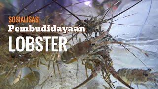 Sosialisasi Pembudidayaan #lobster