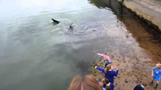 Shark in Portrush Harbour (Northern Ireland)