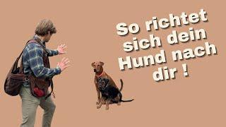 BLOCKIEREN: So wird dein Hund LENKBAR. Tipps für die DISTANZKONTROLLE und Hundetraining im Alltag.