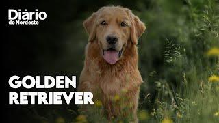 Golden Retriever: tudo o que você precisa saber sobre a raça