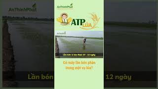 CÓ MẤY LẦN BÓN PHÂN TRONG MỘT VỤ LÚA? | An Thịnh Phát