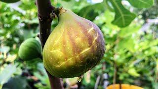 Super Early Fig Varieties | First of the Main Crop Figs Ripening without a Headstart