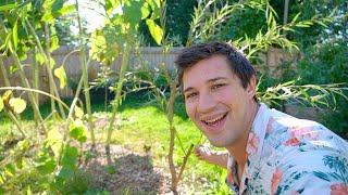 GIANT Weeping Willow Cutting Growth Update!