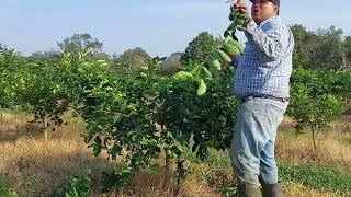 Segunda poda de formación en limon persa