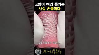 고양이 혀의 돌기들이 사실 손톱인이유