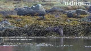 Adult Eurasian otter and pup eating crabs on seaweed cover rocks, Norway