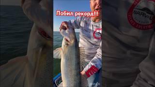 Вес судака чуть больше 5кг #рыбалкасрафаилом #narvalfishing #volgabaits #choppytail #narval #джиг