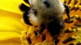 СЫНОВЬЯ РОССИИ КТО ПЧЕЛОК УВАЖАЕТ 10 ЧАСОВ!/SONS OF RUSSIA WHO RESPECTS BEES 10 HOURS!!!